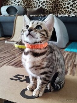 Bengálská kočka - koťátko