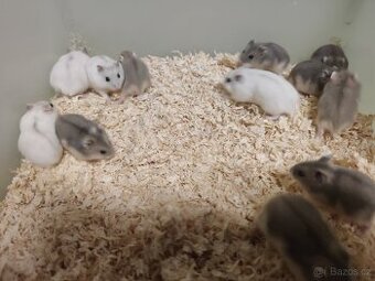 Krečík džungarsky