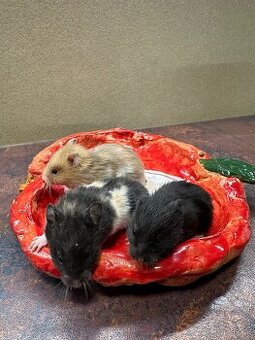 Křeček zlatý (syrský)