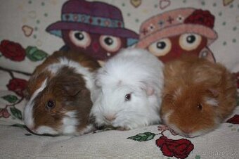 Dlouhosrstá morčata