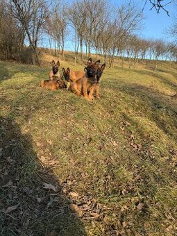 Štěňata belgický ovčák