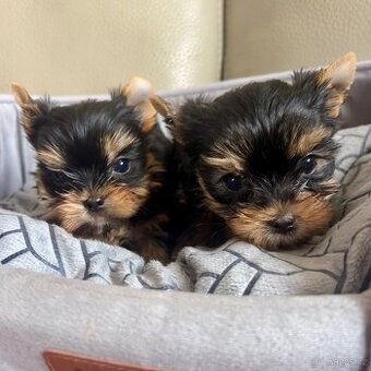 JORKŠÍRSKÝ TERIÉR s PP (FCI)