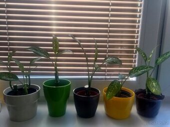 Pokojová rostlina - Difenbachie (dieffenbachia)