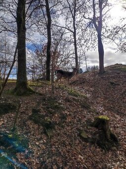 Odlov daněk evropský