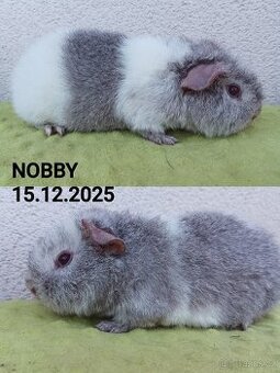 Morče - samec Nobby