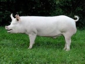 Prase 115-180kg, selata 23-26kg, chovné prasničky.