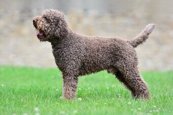 Cane corso s FCI rodokmeňom