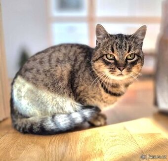 Kočička Meda hledá nový domov