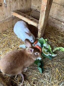 Samice křížence bel. obra