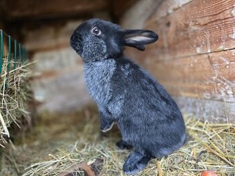 Kralik na mazleni do chovu Moravský modry vs VSS