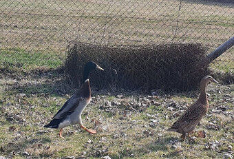 Indický běžec - pár