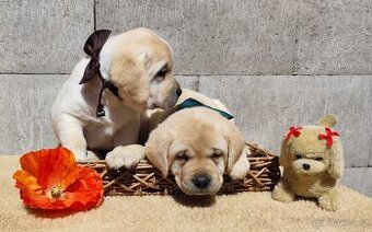 Nabídka štěňat labradorského retrievera