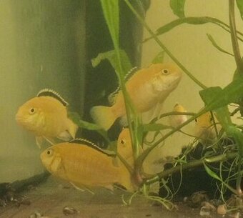 Prodám chovnou skupinu Labidochromis yellow