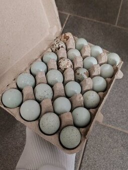 Celadon násadová vajíčka nosná