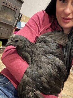Ayam cemani Kohout