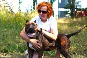Sorbon - bandog kříženec - 1