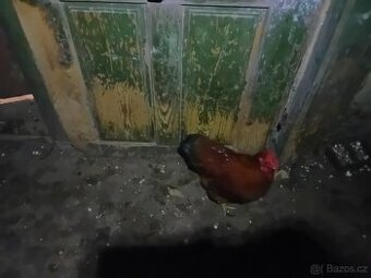 Prodám kohouta