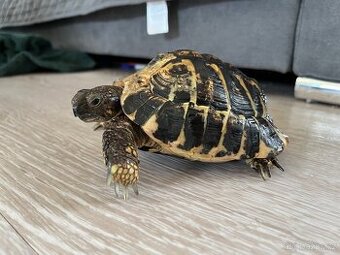 Želva – Testudo hermanni hermanni (sameček)