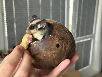 PŮLROČNÍ MLÁĎATA VAKOVEVERKY K ODBĚRU
