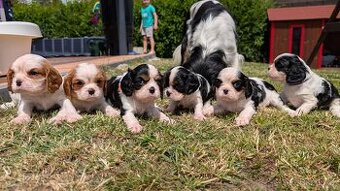 Štěňata Cavalier King Charles Spaniel