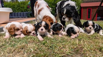 Štěňata Kavalír King Charles Spaniel