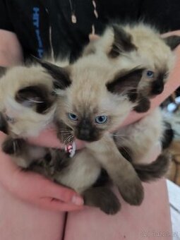 Ragdoll
