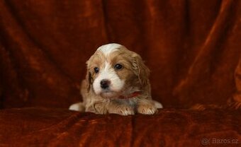 Maltipoo