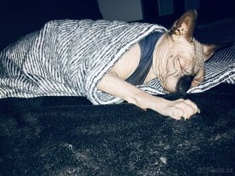 Kanadský Sphynx