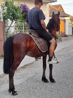 Predam sportovy welsh pony valach