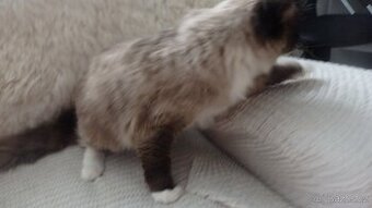 ragdoll,radgoll,dospelé mačky