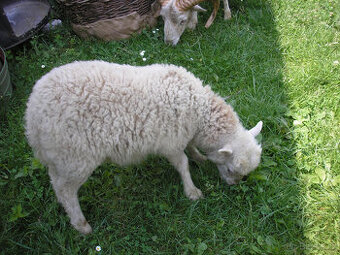 mini ovečka