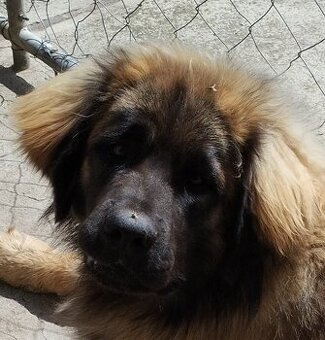 Leonberger