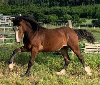 Welsh pard Bred malý sportovní kůň