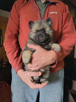 Německý vlčí špic (keeshond) - štěńata s PP