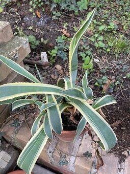 Agave americana-variegata