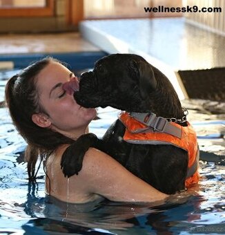 Hotel pro psy - nejlepší v ČR a za úžasné ceny