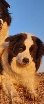 Daruji psa Border kolie