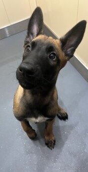 Štěně belgický ovčák malinois s PP