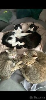 Daruji 3 kočky