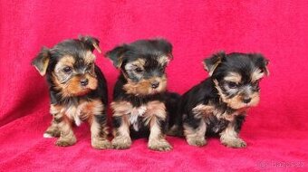 Jorkšírský teriér s PP FCI