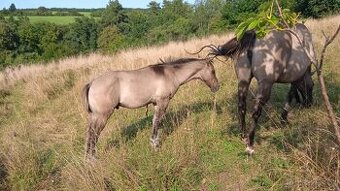 QH hřebeček grullo, homozygotní dun