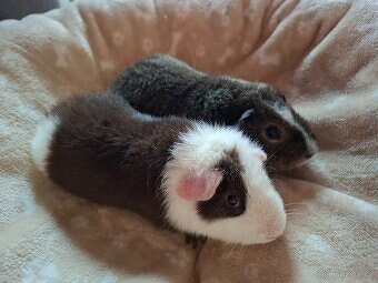 Morče - dva bráškové Teo a Kivi, US Teddy