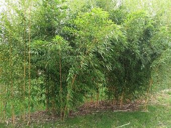 Mrazuvzdorný bambus