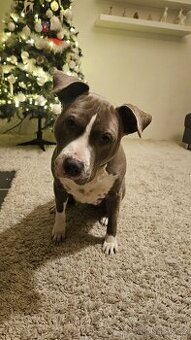 Daruji fenku Amerického stafordšírského teriéra