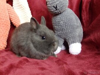 Nádherná miminka k odběru