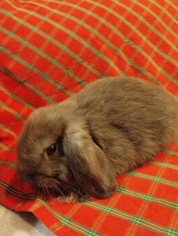 Nabízím samečka minilopa