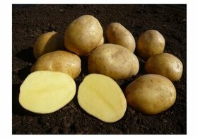 Konzumní brambory