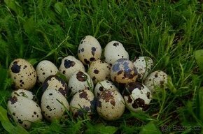 Křepelčí vejce