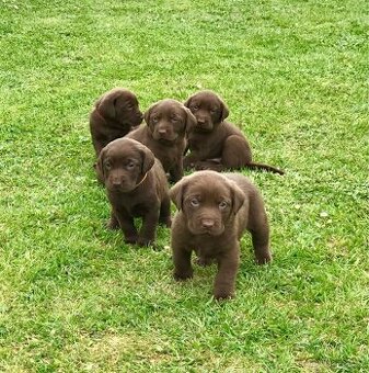 Štěňátka labradorského retrívra