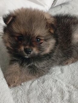 Pomeranian